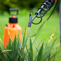 Lawn Weed Control in in New Port Richey Florida