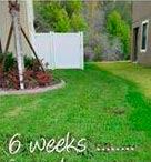 Lawn Weed Control in Tarpon Springs Florida